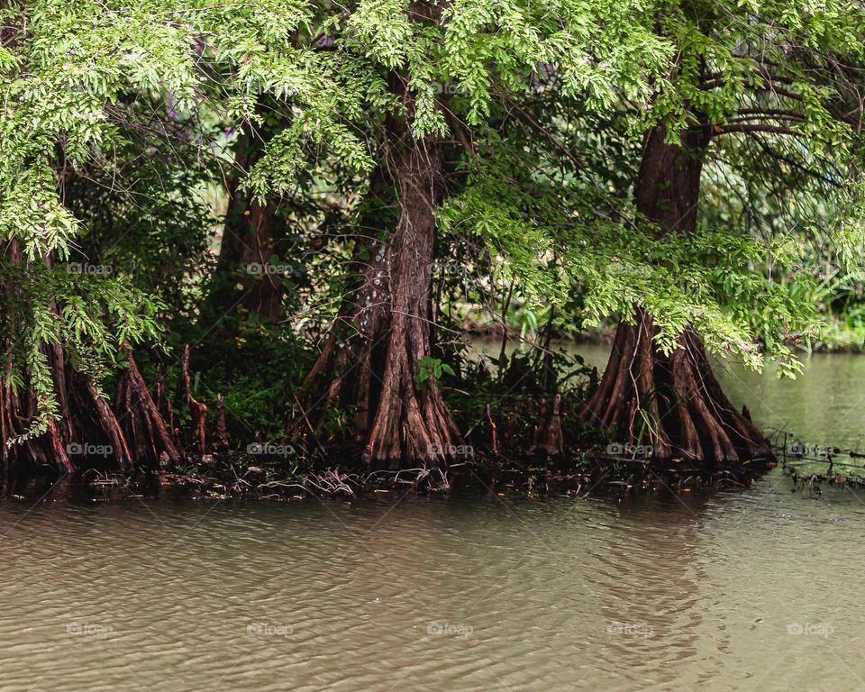 Beautiful trees at the Lake at cape fear gardens