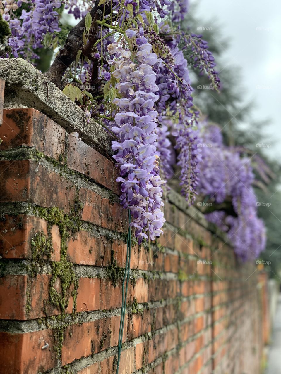 My wall of wisteria 