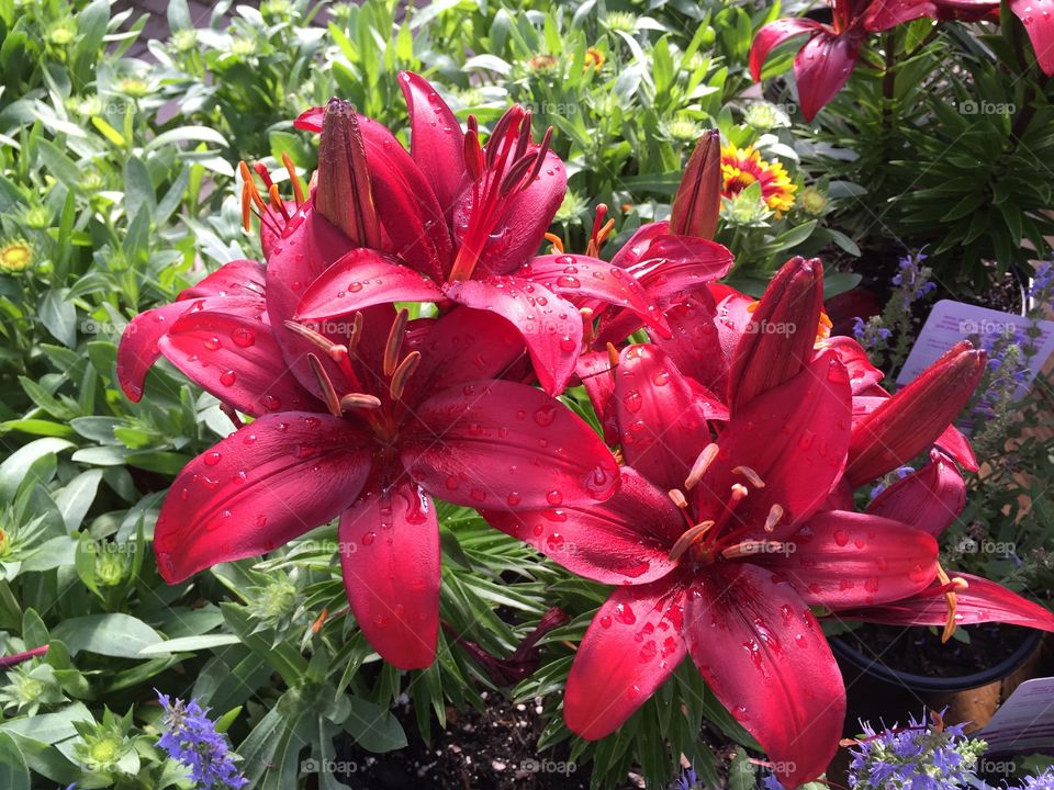 Asiatic Lily "Crimson Pixie" 