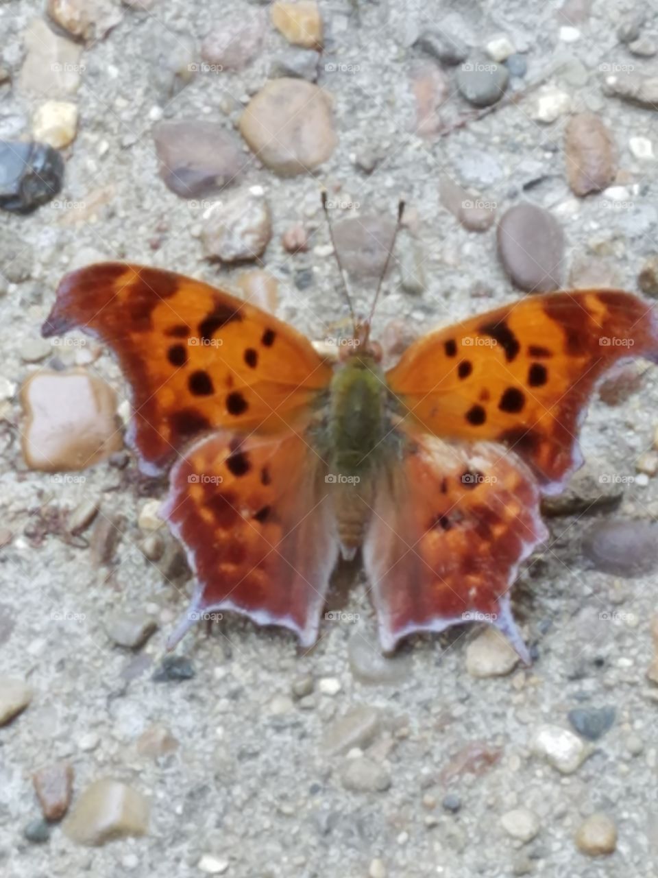 Question Mark Butterfly