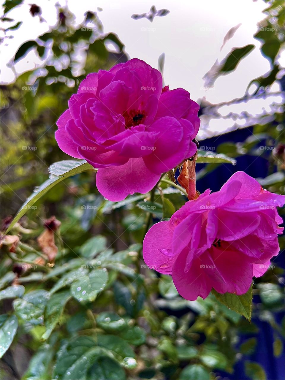 Rose beauty’s