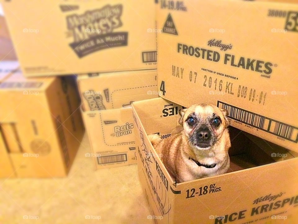 Where's the dog?. My moving,  not so much helper.. 