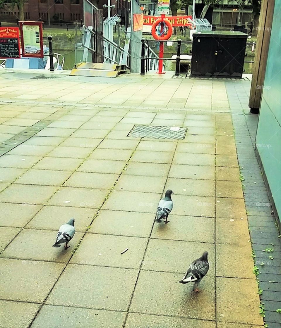 Three Pigeons
