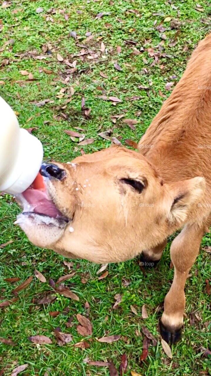 Calf bottle feeding on farm 