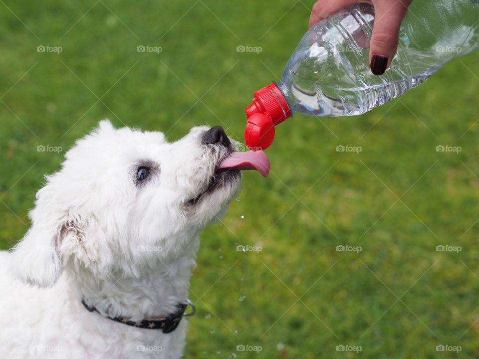 white dog water drink by marcusmichaels