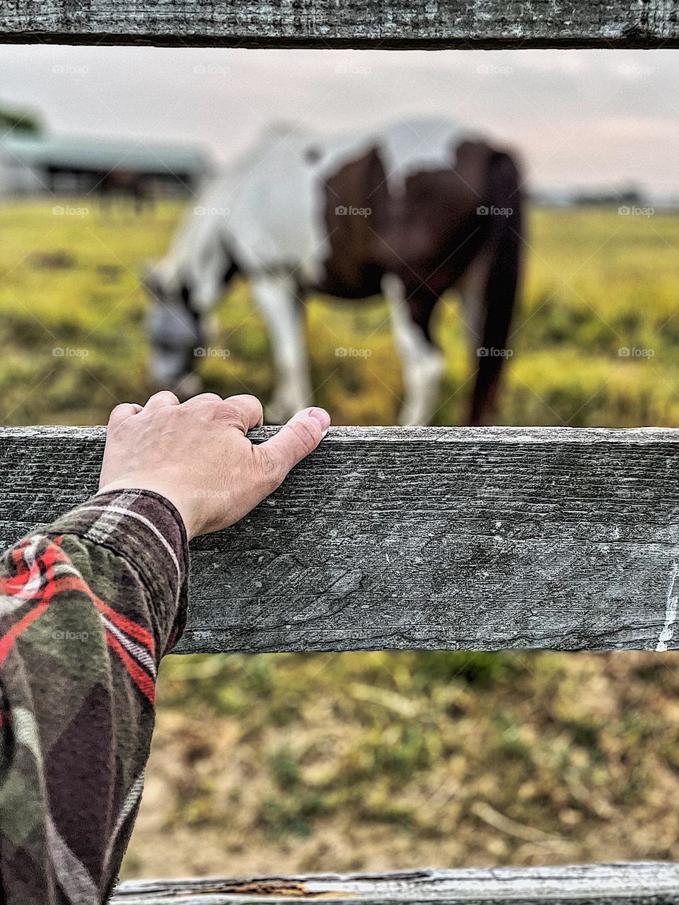 Peaceful moments with horses, glimmers of peace in the field, woman’s hand on fence while watching horses, first person perspective, joy being with animals, horses bring joy to people 