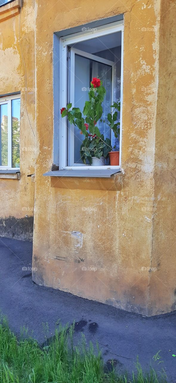 горшок с розой в открытом окне в старом доме