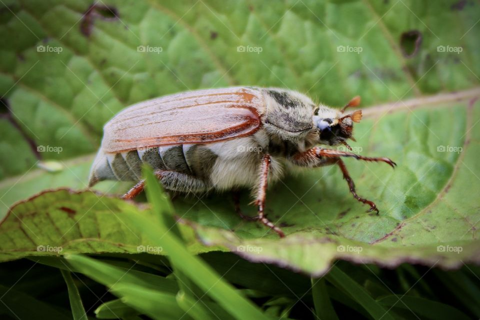 cockchafer