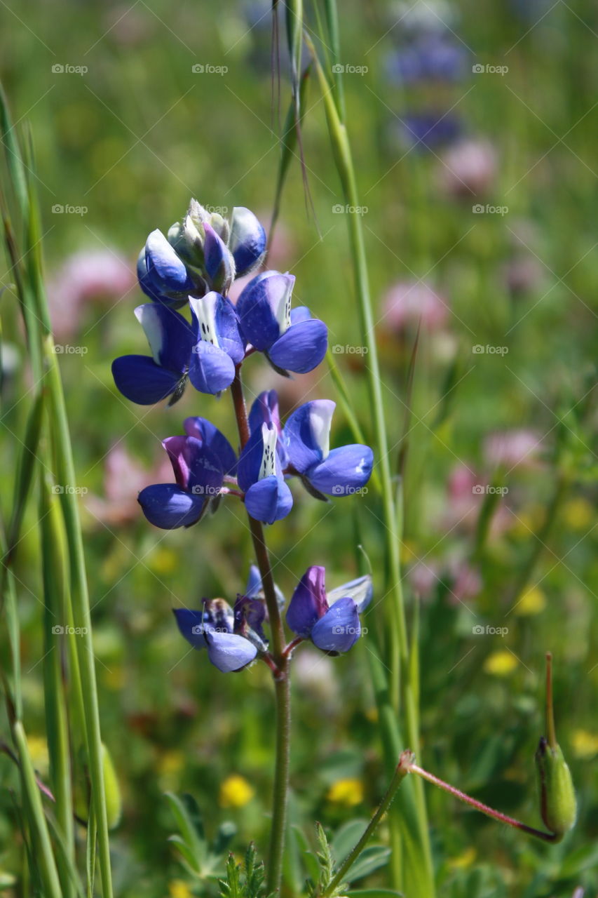 Field of Purple Wildflowers (Bluebonnets) 