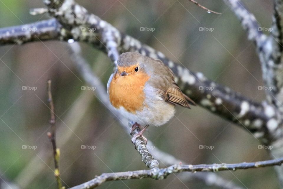 Robin