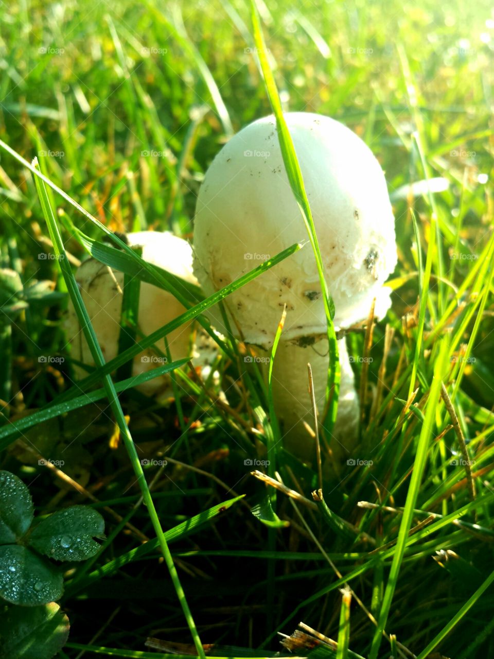 mushrooms and clover