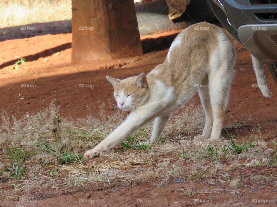 Yoga de gato 