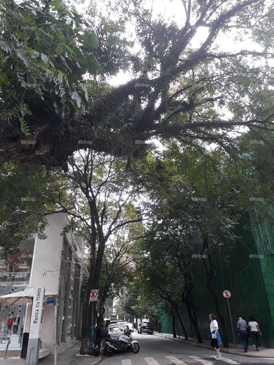 Tree, Road, Landscape, Environment, Street