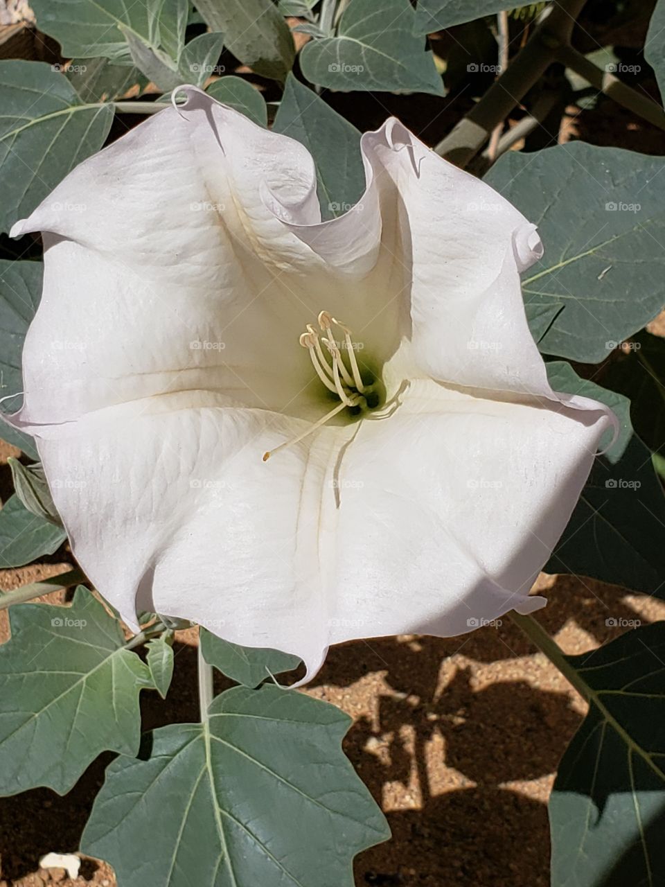 Jimson weed