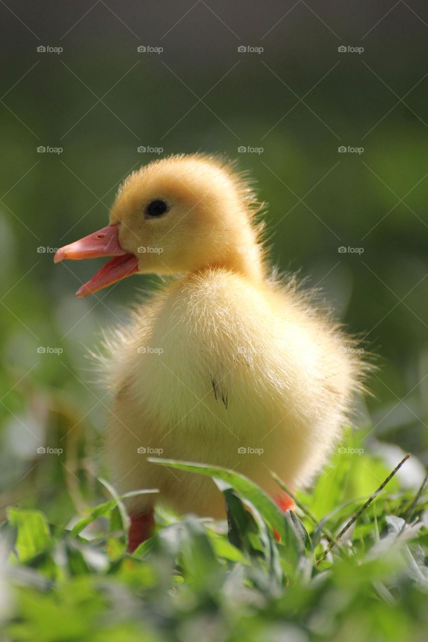 A duckling