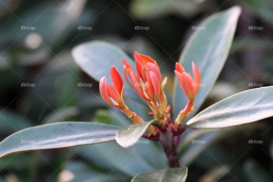 bright new leaves