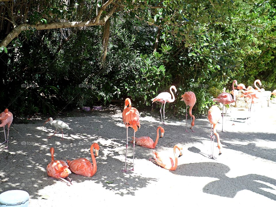 flamingos