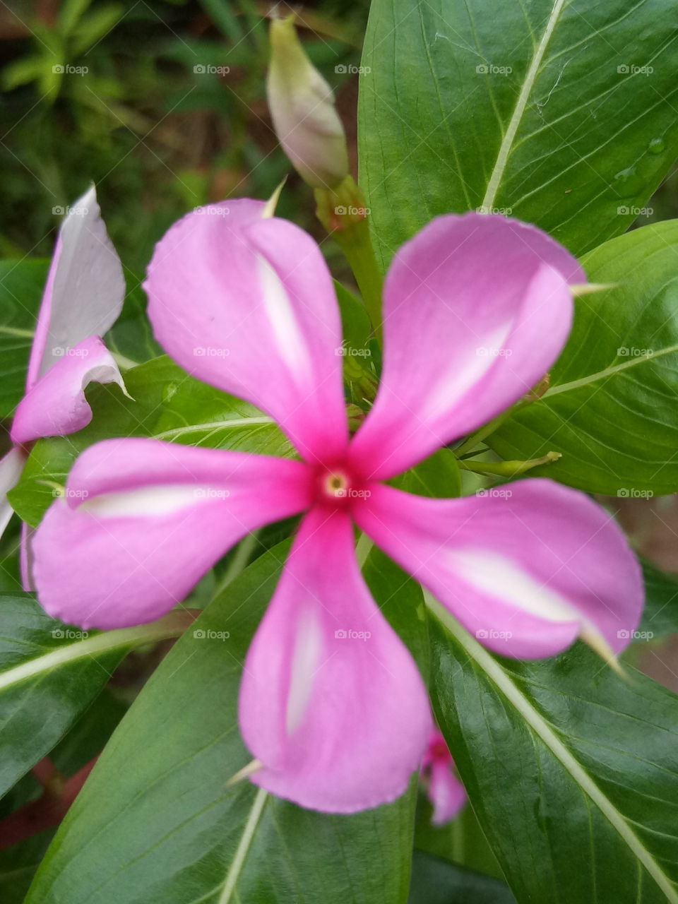 beautiful flower