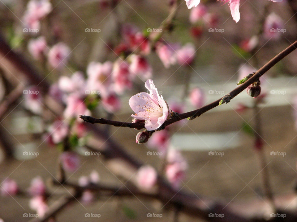 nature pink flower white by hofit25