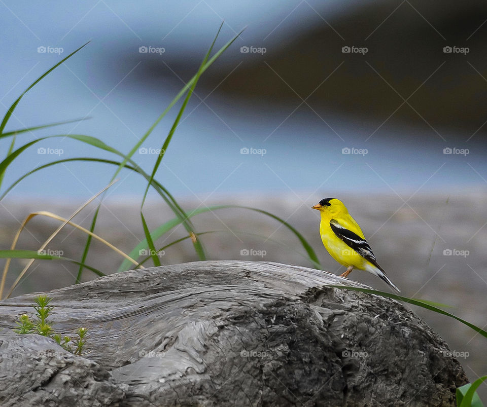 Goldfinch on a driftwood log