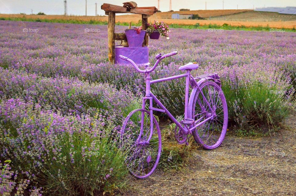 Lavender field, Bulgaria