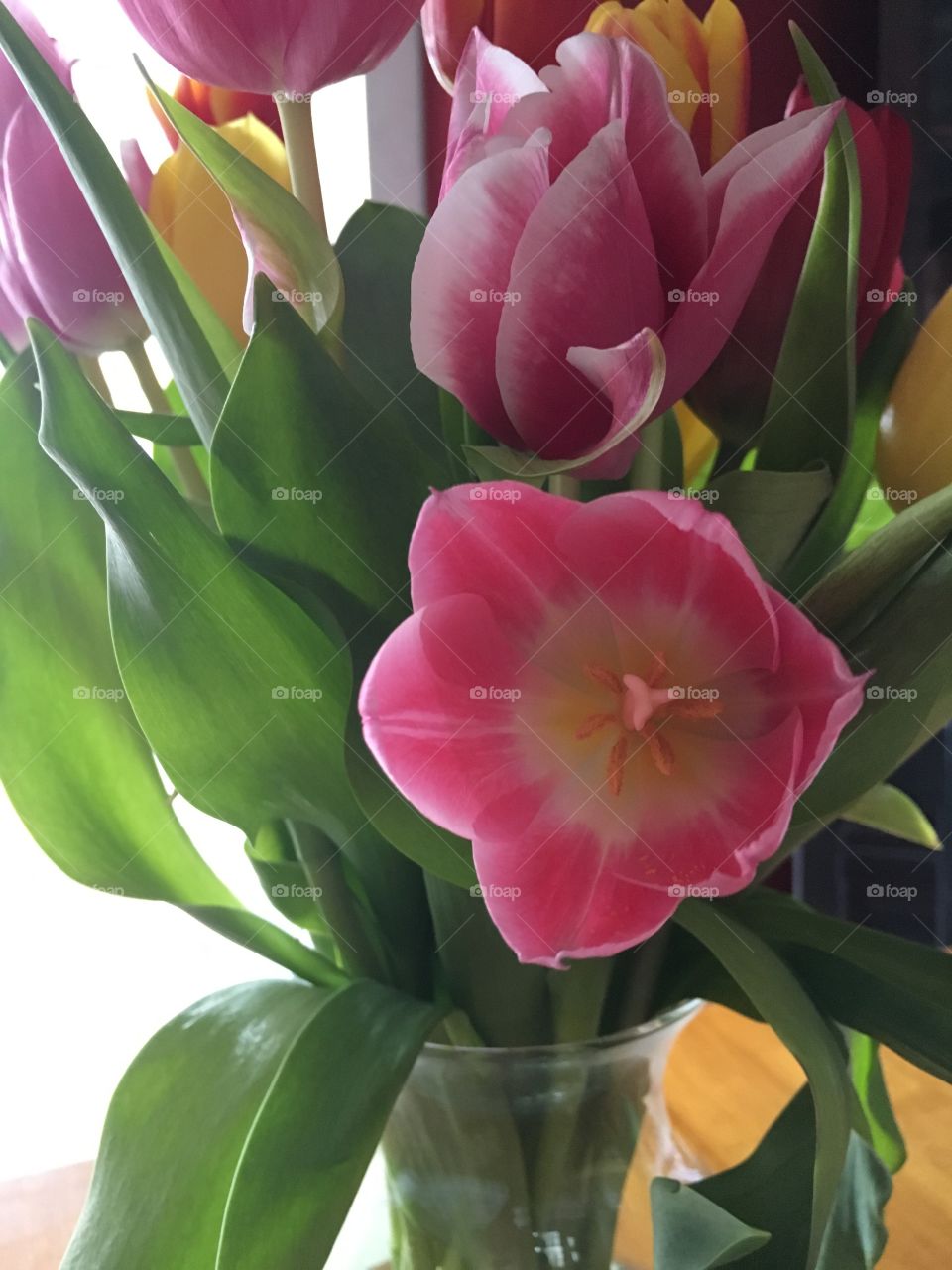 Tulip in bloom 