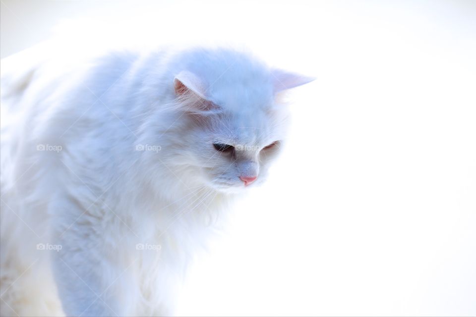 Studio shot of norwegian forest cat