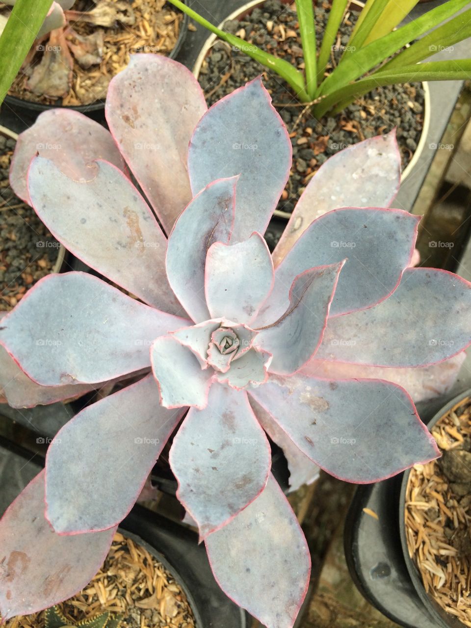 kaktus pink