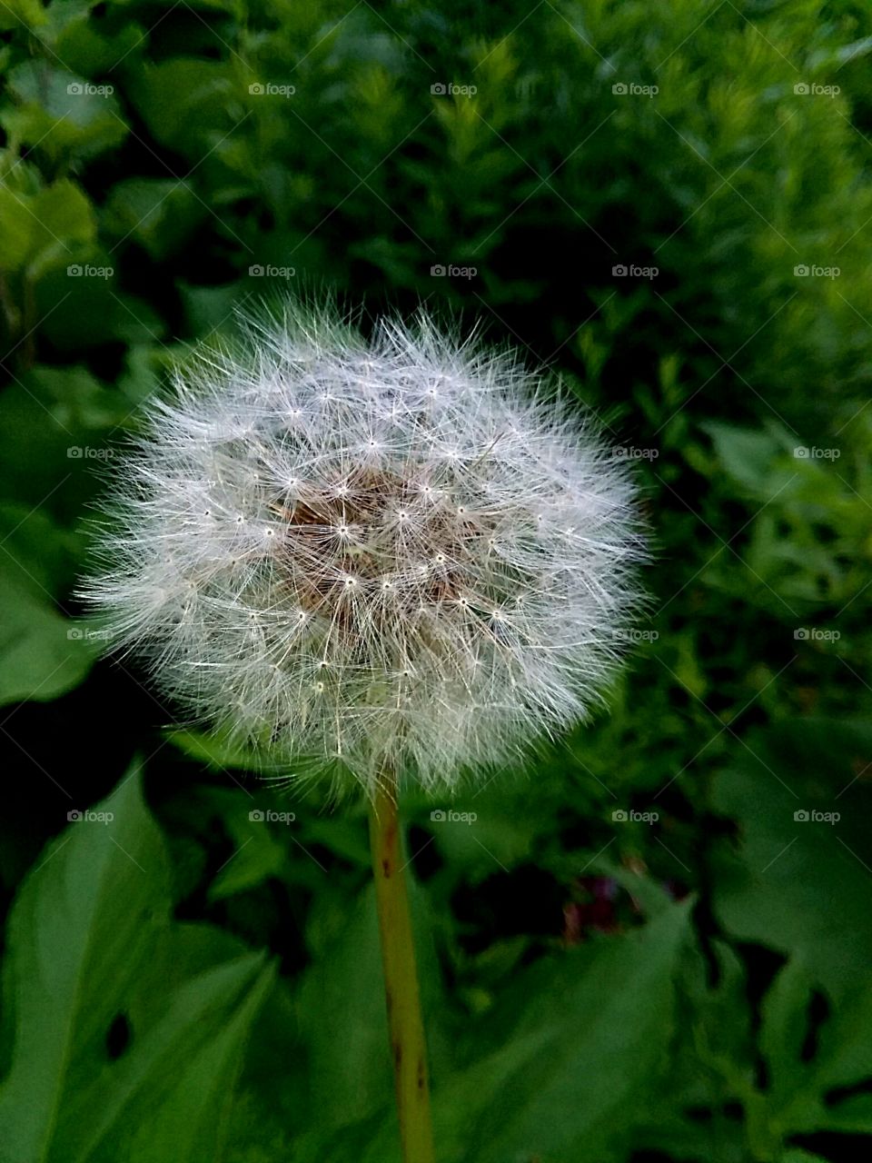 Blow and make a wish, did it come true?