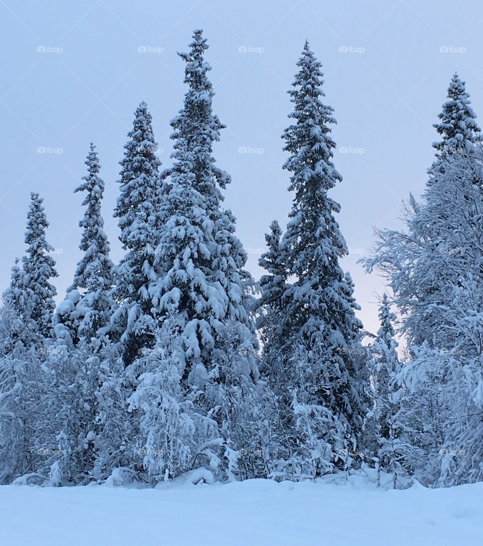 Trees in snowy forest