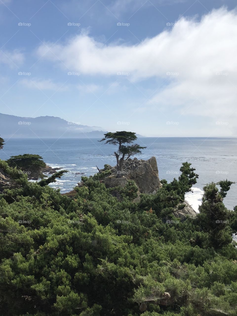 Most Photographed Tree