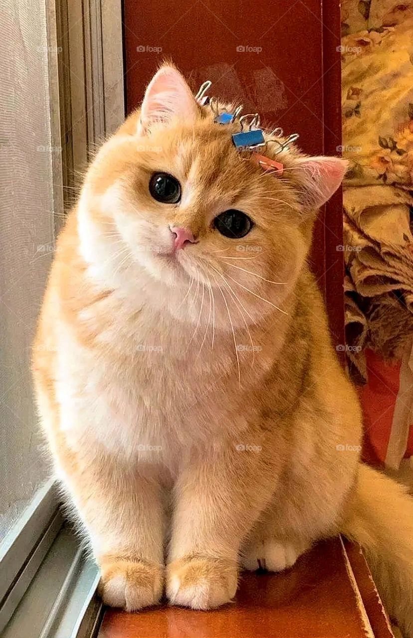 A very beautiful picture, and there is no better picture than it. There is no better picture of green herbs and colorful, red and white roses than it. Glory be to God, the natural and picturesque view, and there is no more