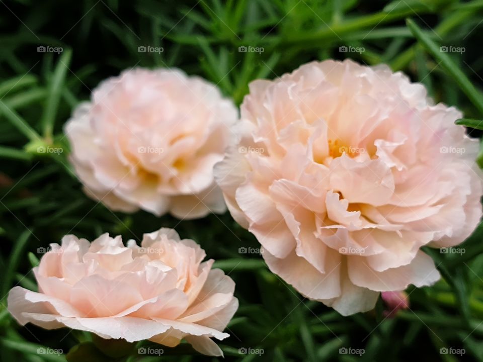 my beautiful Portulaca grandiflora