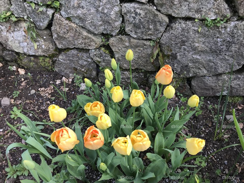 The richness of this bold yellow flower adheres one to this variety of tulip.
