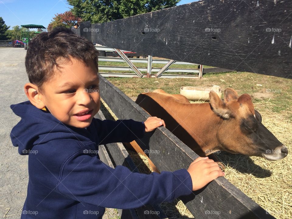 Boy looking at cow