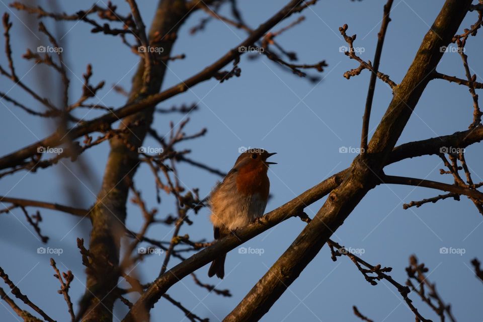 Singing Robin
