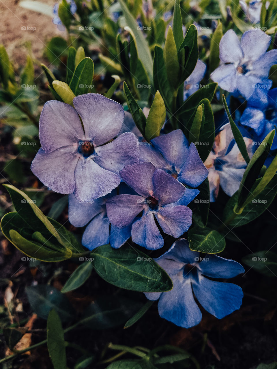 Blue and aromatic flavour