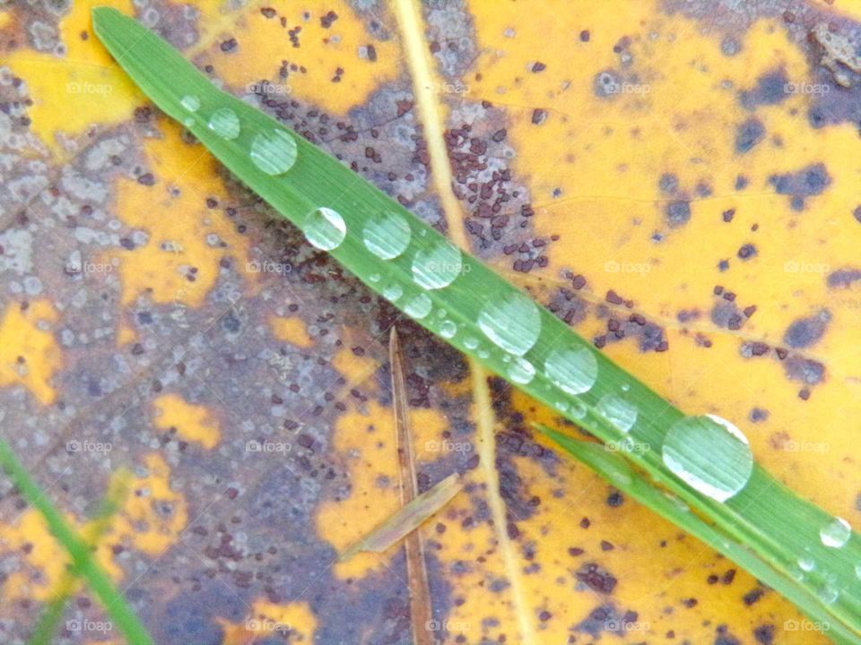 Grashalm mit Regentropfen auf einem Laubblatt