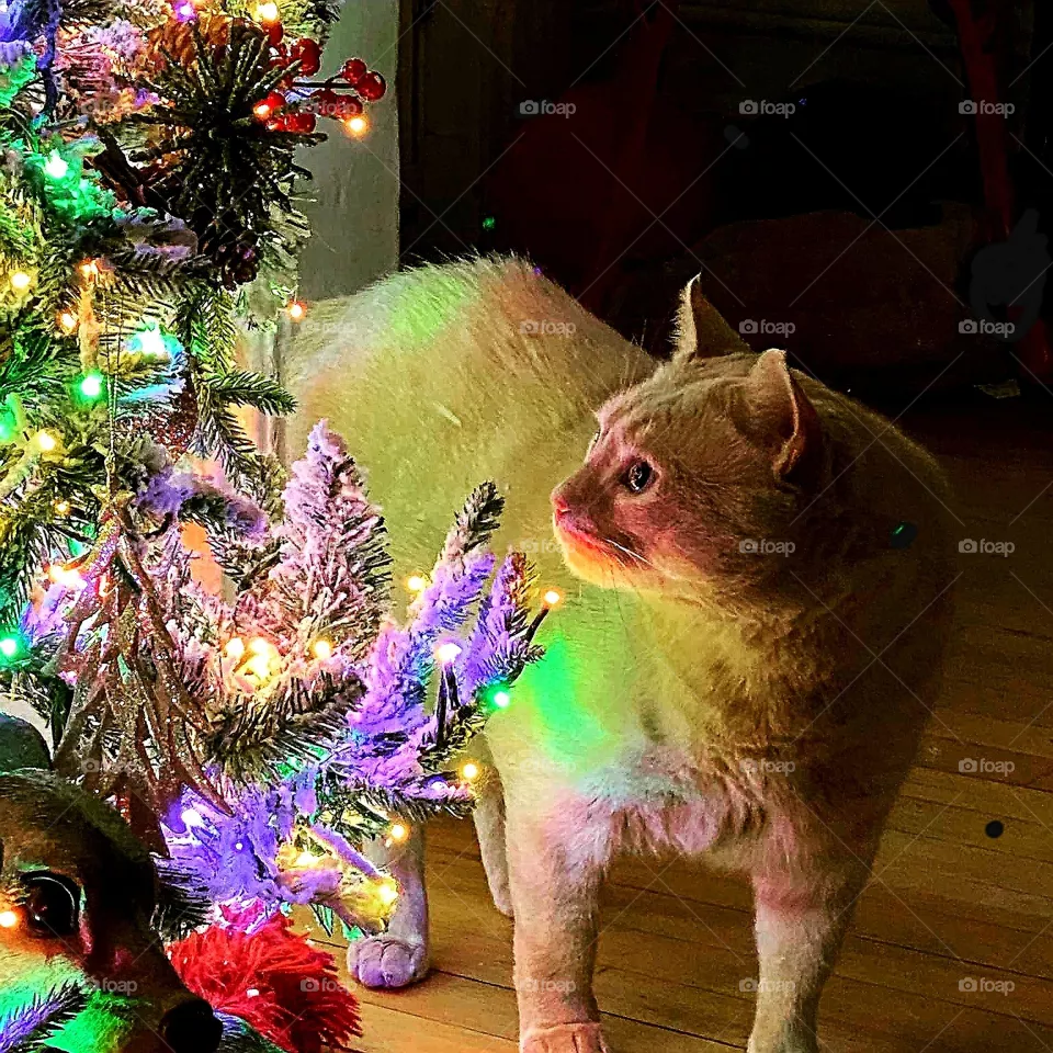 Happy Holidays