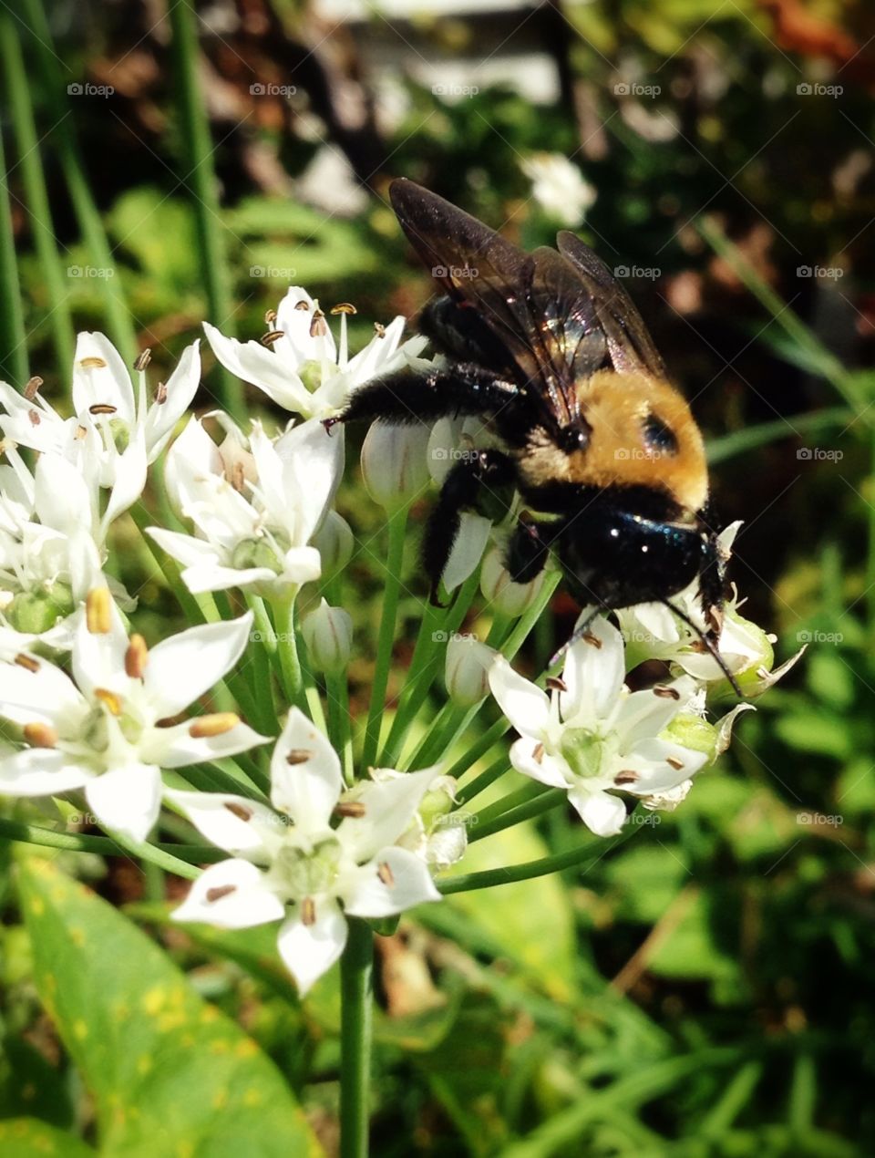 Feast. Bees pollinating.