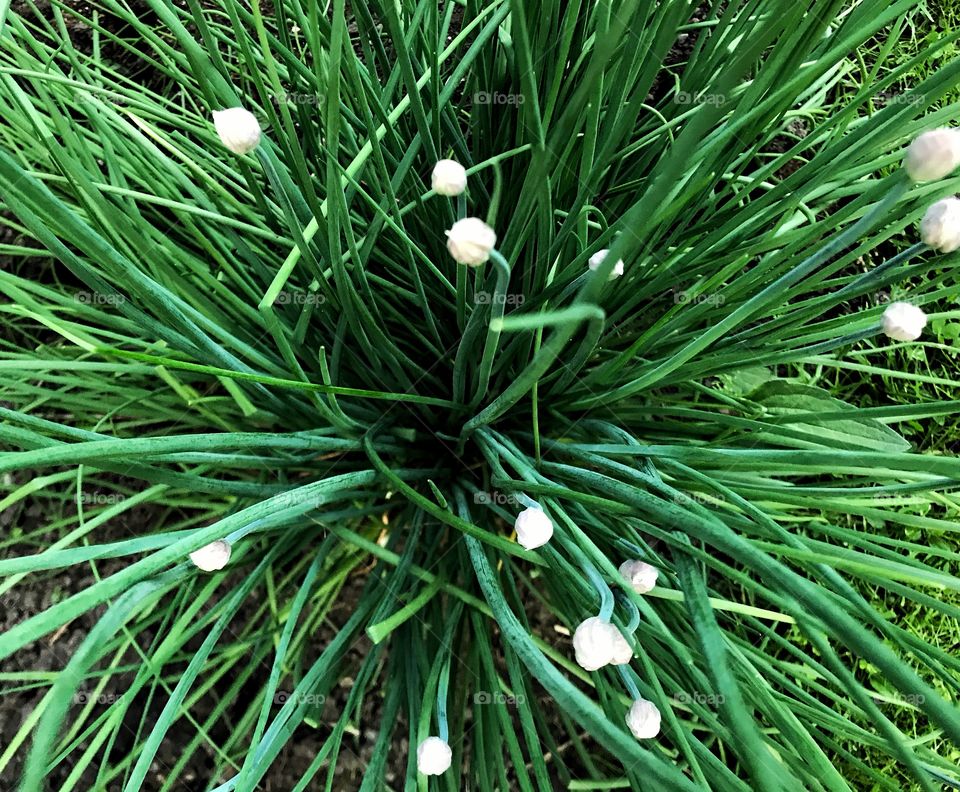 Garden chives