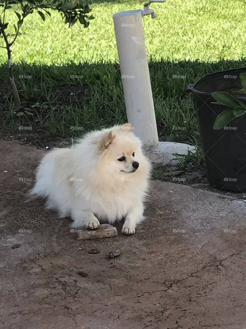 Dog