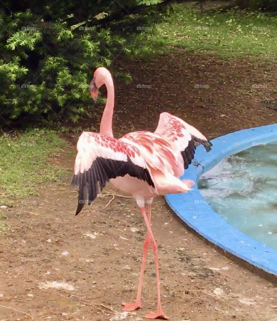 An American flamingo elegantly walks, its mostly pink feathers fanning out as it moves. The vibrant hues of its plumage contrast beautifully with the surrounding environment, showcasing its graceful and striking presence.