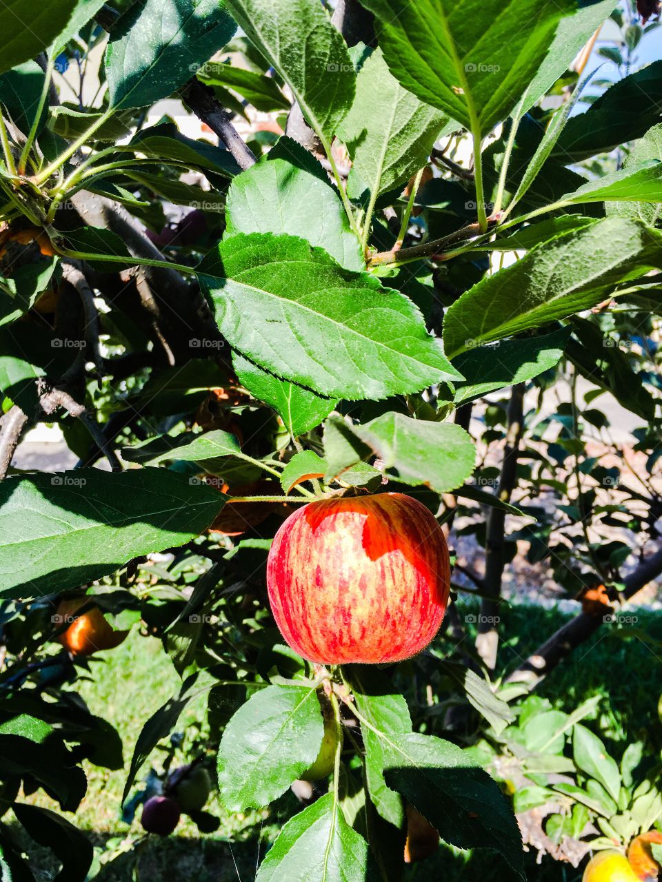 Apple on branch