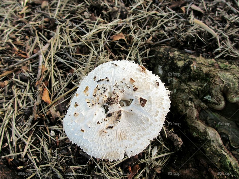 wild mushroom. wild white mushroom