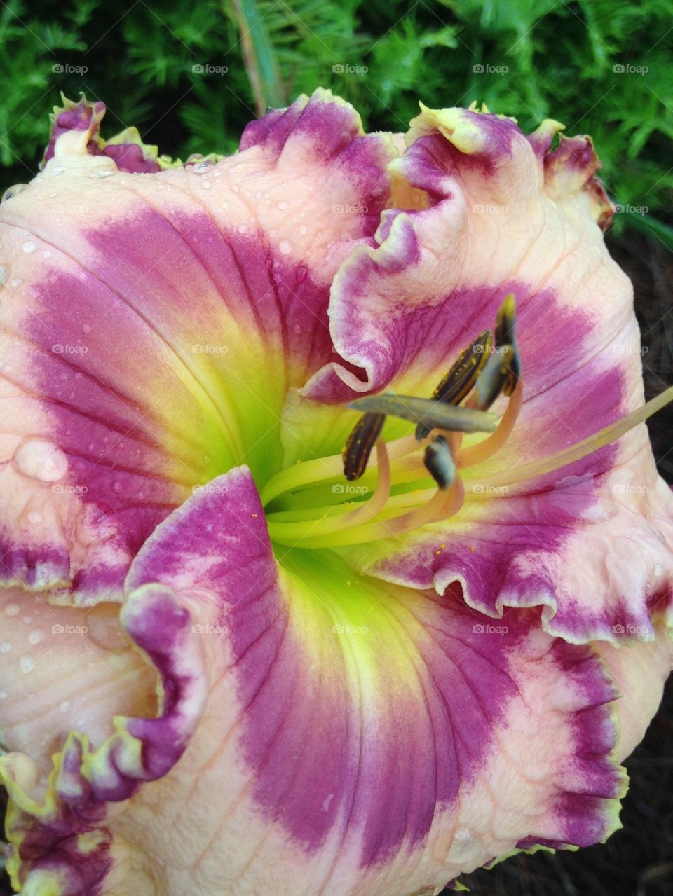 Extreme close-up of a day lily