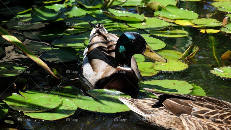 Duck floating in apond of lily pads
