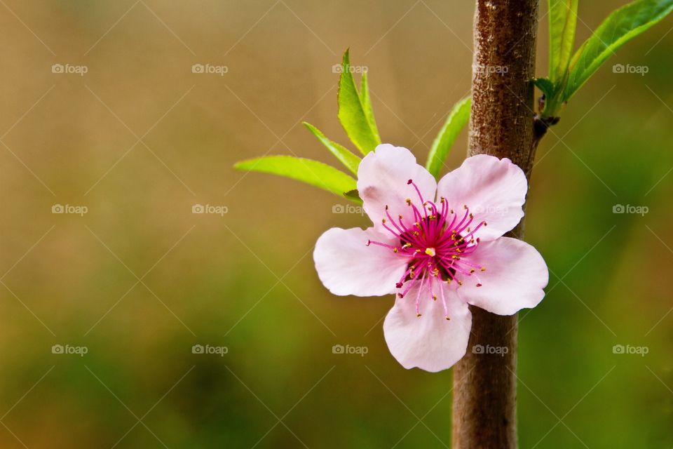 Natural Flower