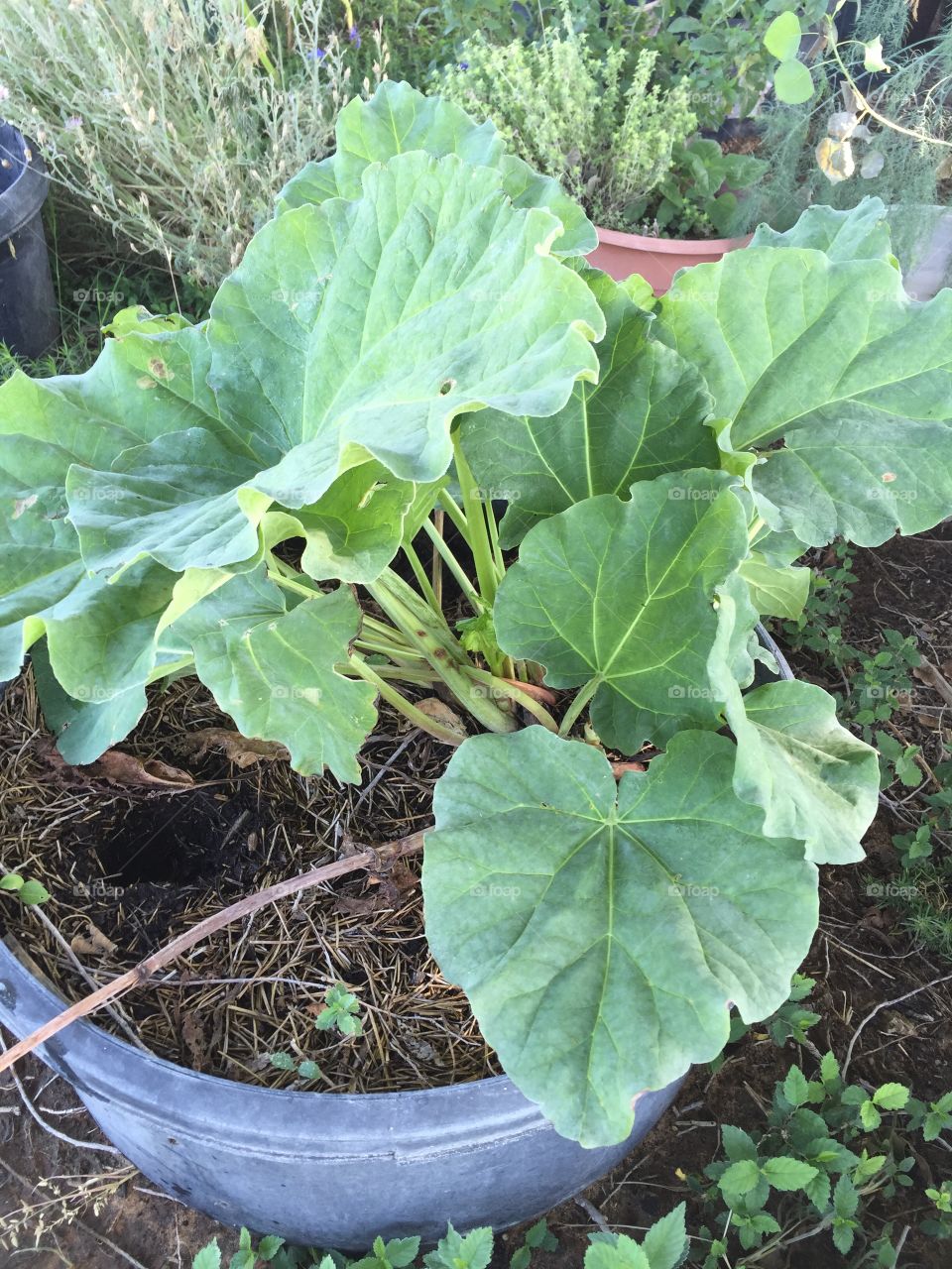 Leaf, Agriculture, Flora, Nature, Growth