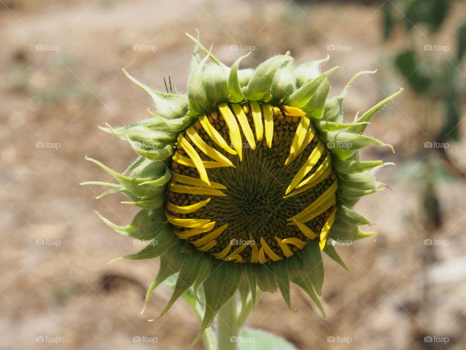 Sunflower bud